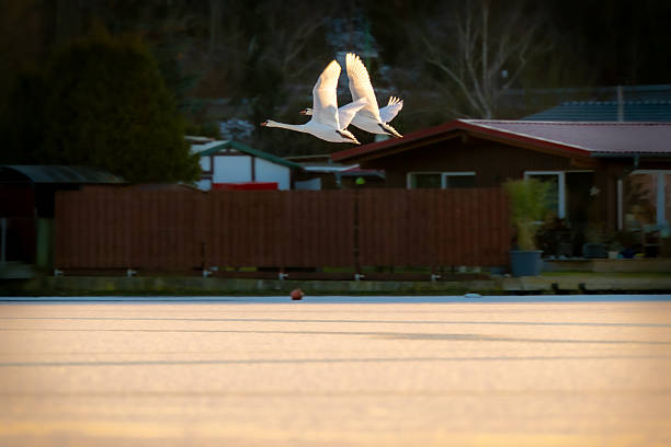 flying swans over frozen lake