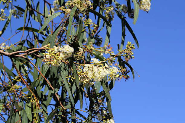 istock White flowers on a Eucalyptus tree against a clear blue sky in Australia 2211374115