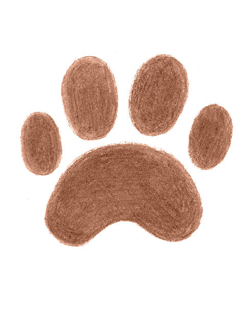 istock A pets paw print. brown color. Isolated on white background. 2211376322