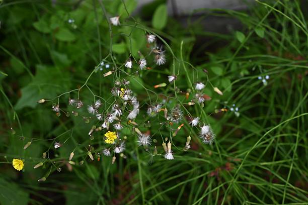 istock Oriental false hawksbeard (Youngia japonica) flowers. Asteraceae perennial weeds. 2211376352