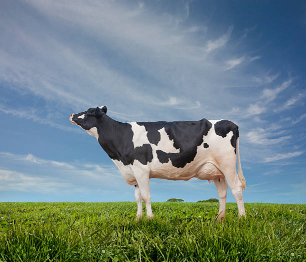 Black and white cow in the green grass field in summer. Holstein dairy cattle grazing in meadows with blue sky background