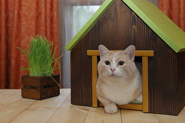 On a plank desk in front of window with red curtains sits a ginger cat in a wooden cat house, that is next to a wooden crate of fresh green grass.