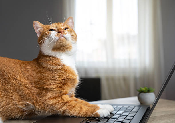istock Proud ginger cat sits at a laptop. Remote work from home concept. Online learning, social networks and blogs. Online shopping. Freelancing. Cozy home offices. 2211379146
