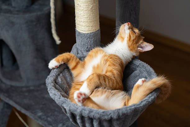 Ginger domestic playful cat lying on cat tower. Pet house bed, tree with scratching posts.