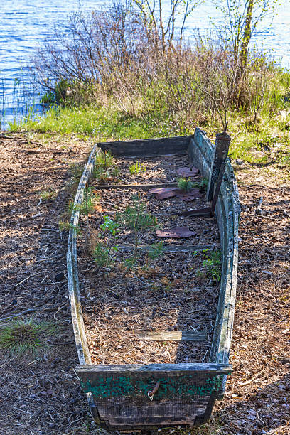 Old abandoned rowing boat with growing plants in it