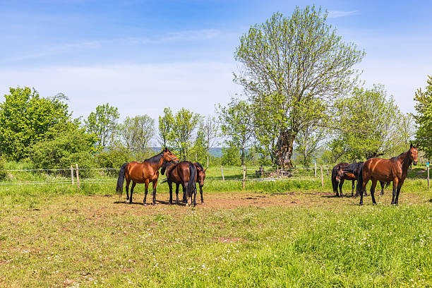Horses in a paddock in a rural landscape