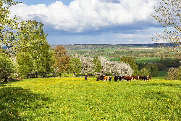 Cows are grazing and resting on a lush green field during sunrise in spring. The landscape is featuring rolling hills and scattered trees under a soft morning light, creating a serene rural scene.