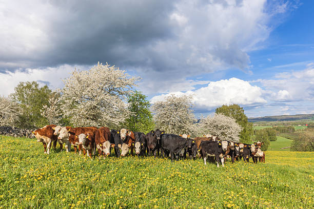 istock Herd of cows on a flowering meadow 2211380495