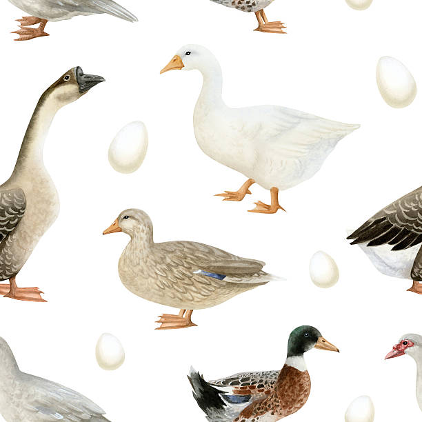 Watercolor ducks and geese with white eggs seamless pattern. Cute poultry yard waterfowl birds in hand drawn realistic style. Vintage farm background in brown for village and Easter designs.