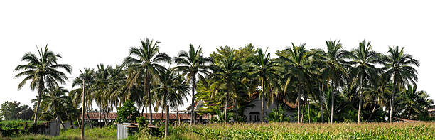 A vibrant view of tropical palm trees showcasing their lush green foliage, creating a serene and exotic atmosphere symbolizing the essence of natural beauty and tranquility in a tropical paradise.\nSiargao, Philippines
