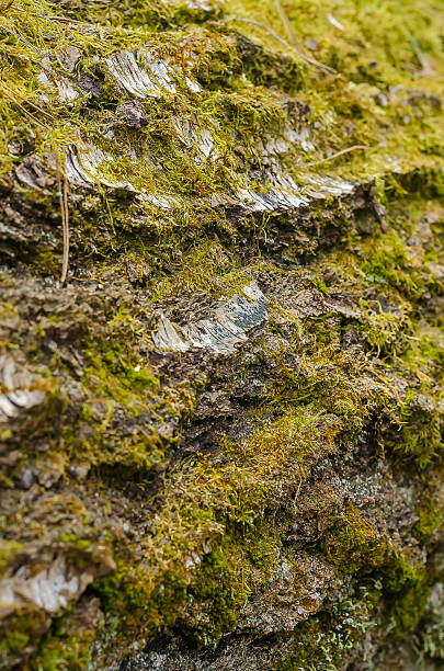 istock Close-up of rough tree bark covered with green moss in spring forest 2211382194