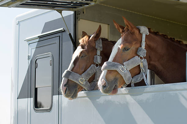 istock Two brown horses on a transport trailer. close up 2211382360
