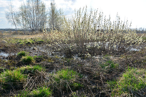 istock a willow bush on the swamp with sunlight in the background 2211383737