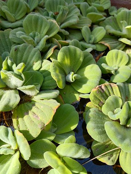 istock The beautiful green water lettuce 2211384101