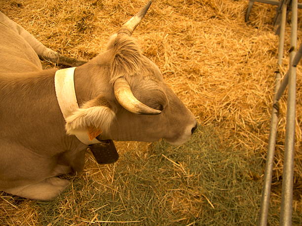 Cow head with collar and cowbell seen from above.