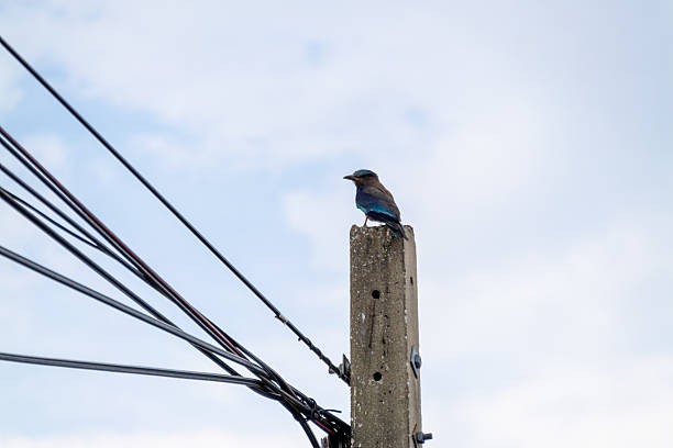istock Bird power pole urban environment nature daytime view wildlife observation 2211384325