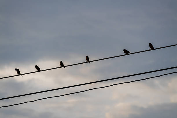 istock Birds perched power lines urban setting nature evening sky silhouette concept 2211384329