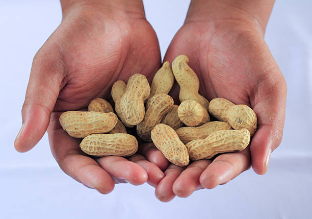 istock Close-up of human hands holding raw whole peanuts in shells over a clean white background, symbolizing natural snack and harvest 2211384568