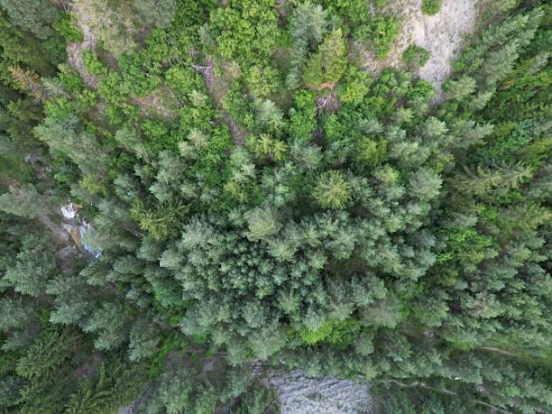 istock Aerial view of a dense forest canopy, suggesting a thriving ecosystem. 2211384797