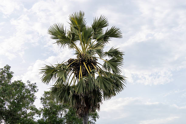 istock Basking palm tree under cloudy sky nature outdoor serenity vibrant greenery 2211385917