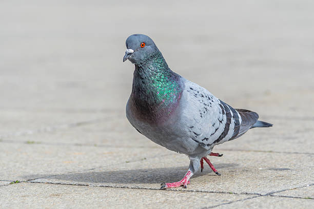 istock Rock Pigeon (Columba livia) with Bread in Beak on the Square in Arles 2211386336