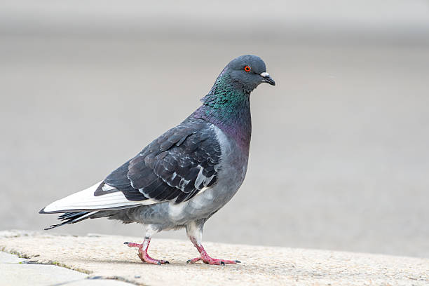 istock Rock Pigeon (Columba livia) on the Square in Arles 2211386389