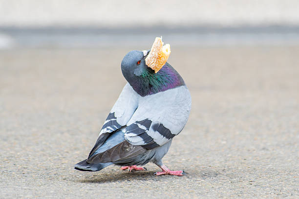 istock Rock Pigeon (Columba livia) with Bread in Beak on the Square in Arles 2211386413