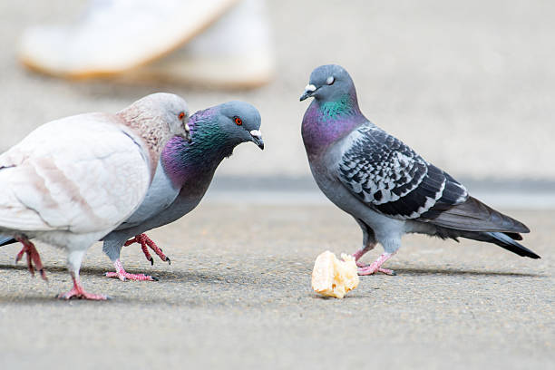 istock Rock Pigeon (Columba livia) with Bread in Beak on the Square in Arles 2211386453