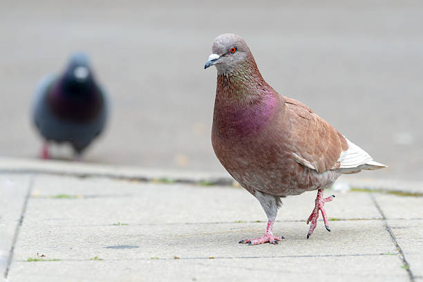 istock Rock Pigeon (Columba livia) on the Square in Arles 2211386626