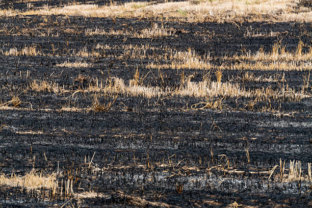 istock Wildfire aftermath burned landscape nature ground view environmental impact 2211386913