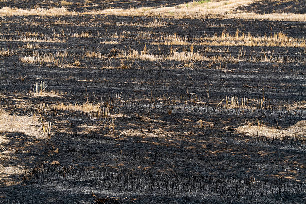 istock Wildfire aftermath burnt landscape nature ash-strewn environment aerial view environmental impact 2211387186