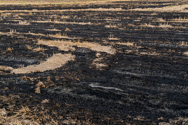Wildfire aftermath charred landscape in rural area nature evocative environment