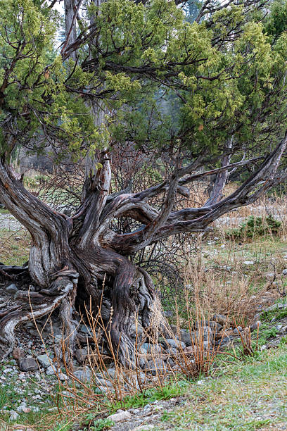 istock Bizarrely curved trunk of a juniper tree, wet from rain and fog in spring 2211388475