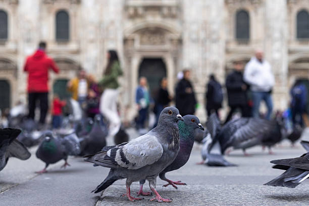 A full shot of a group of pigeons sitting down with the Duomo di Milano (Milan Cathedral) in the background. The photograph portrays layers of urban wildlife and architecture.\n\nVideos of this scenario are also available