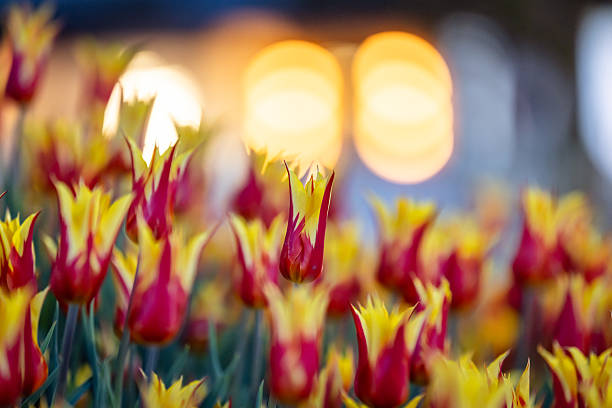 Tulip garden with light effect background.