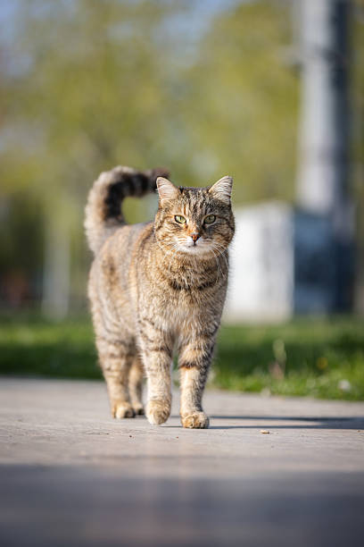 istock Stray cat is walking at public park. 2211390393