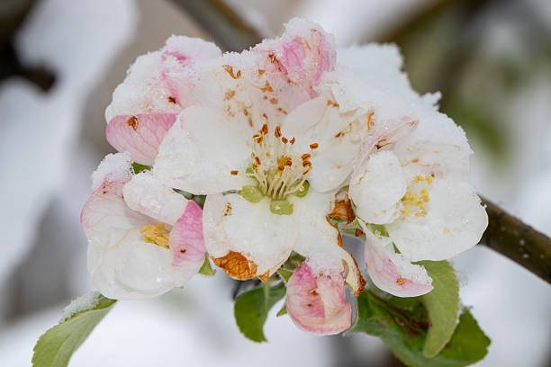 istock yellow dwarf plant wildflower, snowed on 2211392459