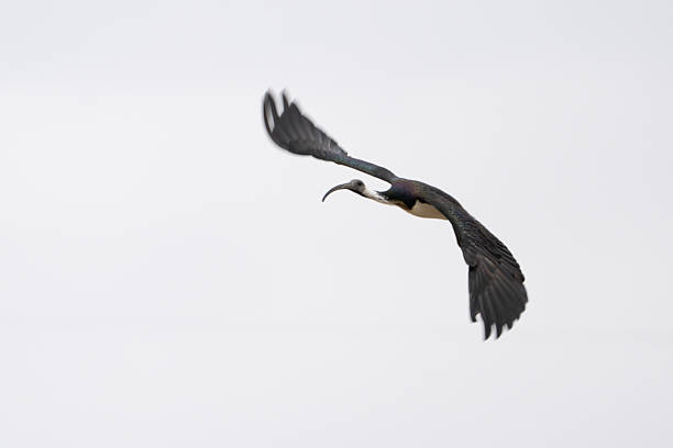 A Straw-necked Ibis (Threskiornis spinicollis) in flight with it's distinctive curved beak forward and wide black and white wingspan