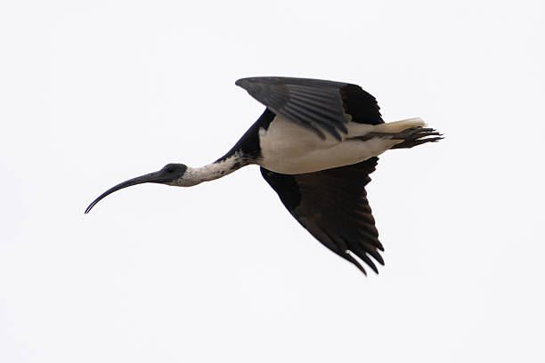 istock Straw-necked Ibis (Threskiornis spinicollis) in flight against a white cloudy sky 2211392471
