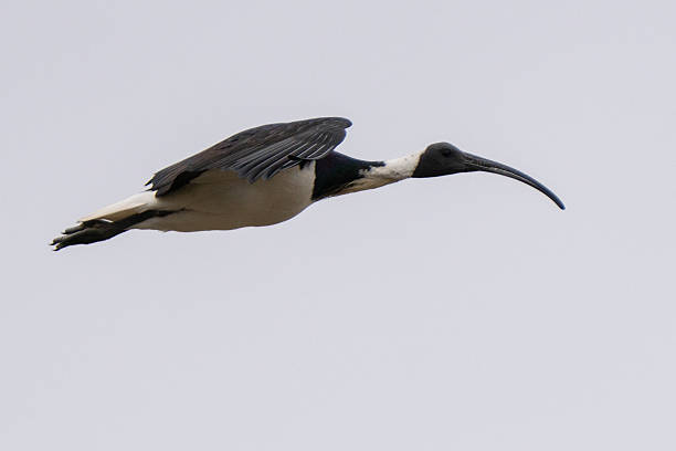 istock Straw-necked Ibis (Threskiornis spinicollis) in flight against a white cloudy sky 2211392479