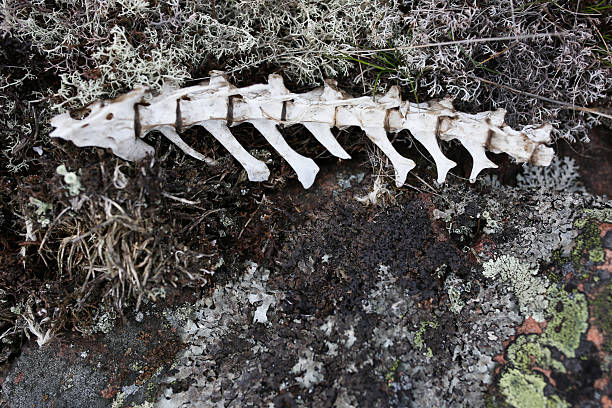 This is a photograph of animal bones on the ground in Montana, USA.