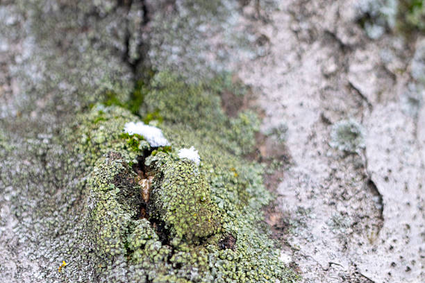 tree trunk covered with green moss fungus, macro