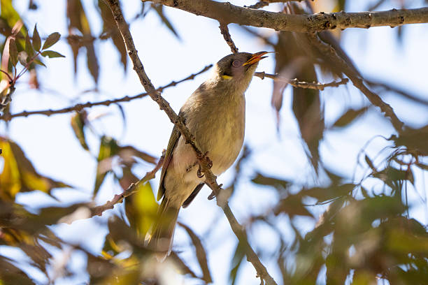 istock A White-plumed Honeyeater (Ptilotula penicillata) rests on a branch surrounded by branches and blue sky in the distance 2211393069
