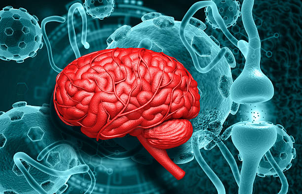 istock Human brain and neuron cell on virus bacteria background 2211393614