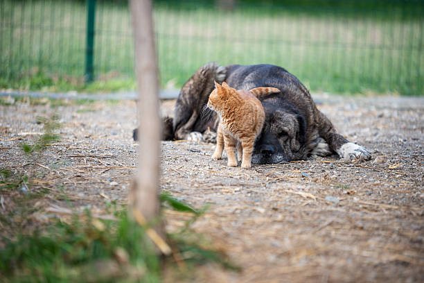 Ginger cat and Kangal dog  at the farm back yard