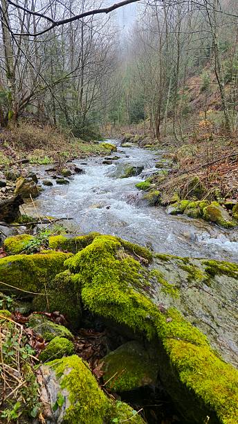 istock mountain river in the slovak tatras in spring 2211396205