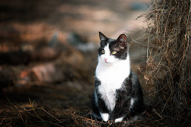 istock Beautiful black and white cat 2211396301