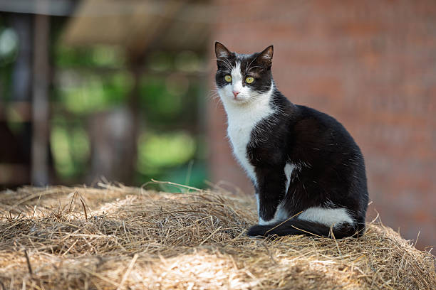 A beautiful black and white cat sits on straw in the farm yard