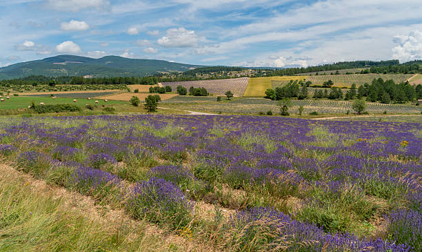 istock Lavender fields in France 2211396493