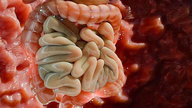 istock irritable bowel syndrome (IBS) Treatment, Medications for Functional bowel disorder or Gastrointestinal, Gut-brain axis, Laxatives for IBS, Abdominal Pain, Bloating and Cramps and Gas, 3d render 2211396838